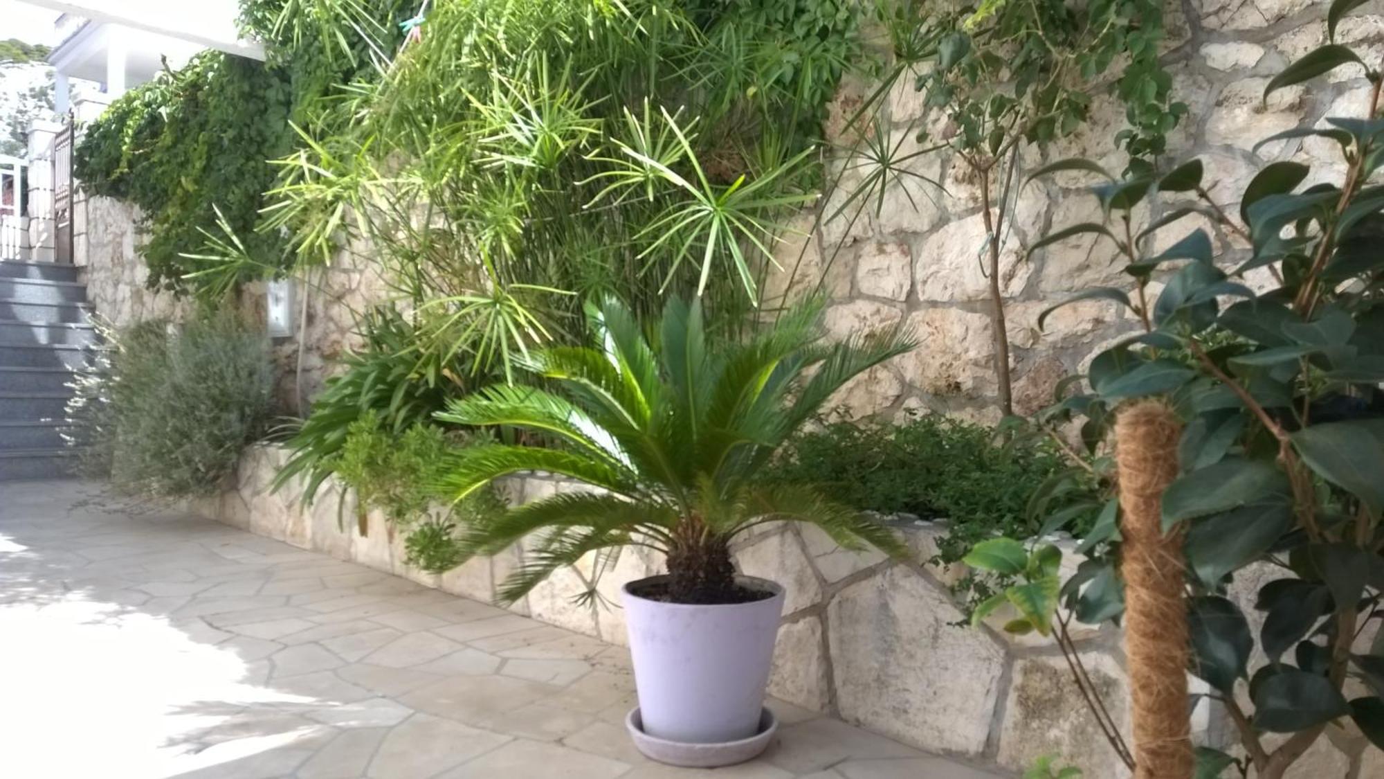 Desa Petric Hvar Town